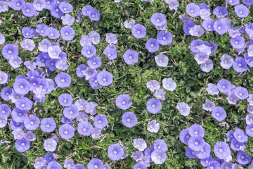 Field bindweeds. Convolvulus flowers. Flower background.