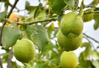 The Unripe lemons on a tree branch
