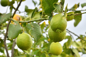 The Unripe lemons on a tree branch