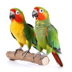 parrots isolated on white background, generate ai