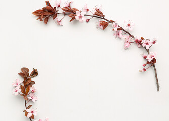 Blooming tree branches with pink flowers on white background