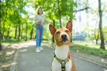 A young woman walks with an African basenji dog on a leash in the park.