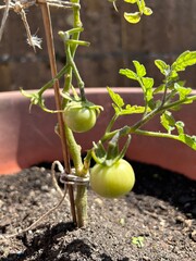 tomato plant in the garden