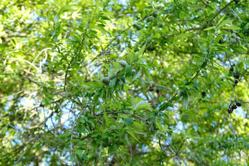 Fototapeta na wymiar exotic tropical fruits Almond ordinary, Prunus dulcis on green drought-resistant tree genus Plum, concept , poisonous hydrocyanic acid, use in cooking, healthy eating, vegan diet, raw food