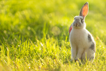 Cute rabbit sitting on the grass. Bunny on green background
