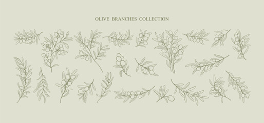 A set of hand drawn minimalistic line art olive branches . Vector modern floral Illustration. Elegant simple botanical drawings.