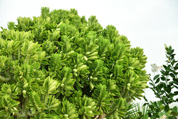 Euphorbia oleandroleaf - Shrub Succulent grows in southern latitudes