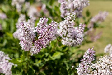 lilac flowers in the bush