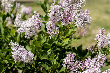 lilac flowers on a branch