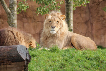 lion in a zoo in france 