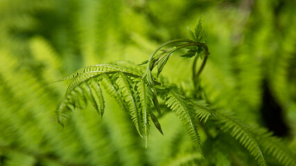 liście paproci poskręcane z bliska w lesie  © Sylwester