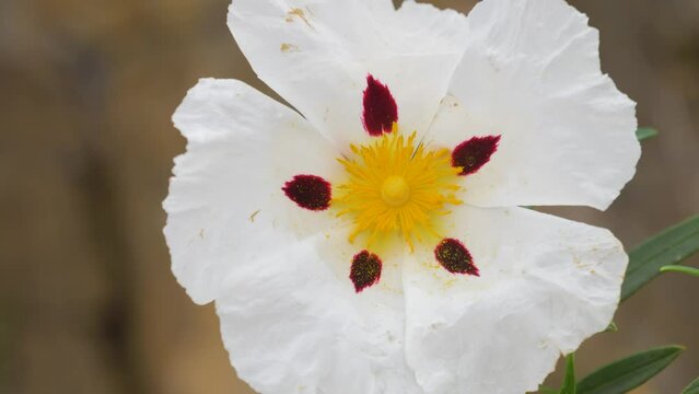 Close up of Gum Cistus (Cistus ladanifer) flower blowing in the wind