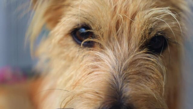 Close-up video of the brown eyes of a beige dog, Portrait of a cute doggy. Puppy dog eyes.