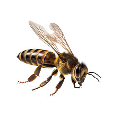 Honey bee on isolated background Generative AI