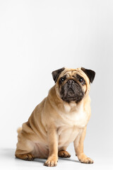 Obraz premium Purebred funny pug sits on a white background and looks into the camera with interest.