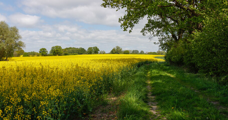 Rapsfeld