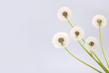 Soft fluffy dandelions with white seeds on a light gray background with space for text. Goodbye spring, hello summer. Copy space