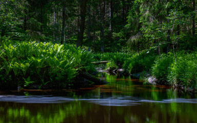 Fototapeta premium Flowers of Karelia