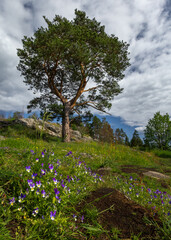 Summer landscapes of Karelia