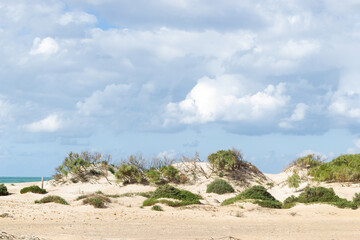 Dune cordon at Camposoto beach, San Fernando, Cadiz, Andalusia, Spain.