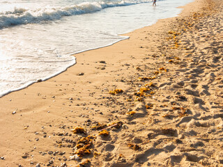 Seashore with seaweed and shells at sunset on the Atlantic coast of Andalusia, Spain.