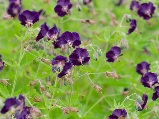 Close up on flower of Black widows (Geranium phaeum 'Raven') with dark purple petals and long...
