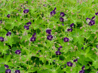 (Geranium phaeum) Mourning Widow or Dusky crane's-bill 'Raven' with deep maroon flowers on tall...