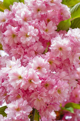 Beautiful blossoming branches with pink flowers on spring day