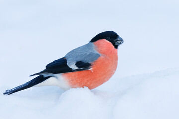 Eurasian bullfinch (Pyrrhula pyrrhula) male sitting in the snow in winter.	
