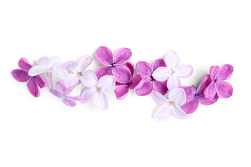 Naklejka na ściany i meble Beautiful lilac flowers isolated on white background