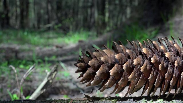  long pine cone on a fallen log. Dolly shot.