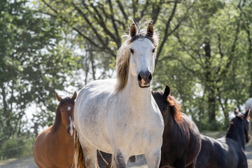 White mare beautiful in paddock paradise
