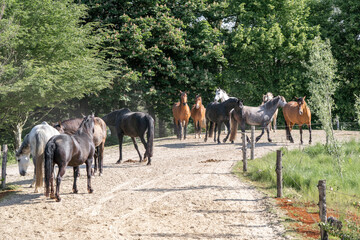 Big herd of horses in paddock paradise