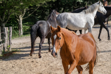 Naklejka na ściany i meble Big herd of horses in paddock paradise