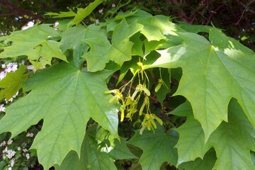 Acer tree in spring. Bunches of fruits of Acer platanoides, also known as Norway maple. The fruit is a double samara with two winged seeds.