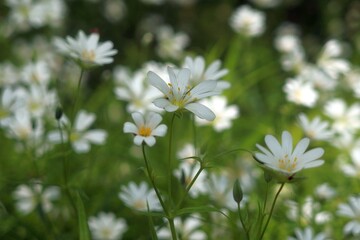 Little white flowers of chickweed (Stellaria holostea) in the forest
