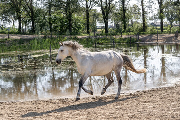 White mare galloping near water