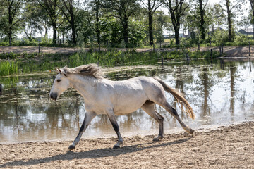White mare galloping near water