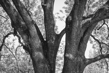 Fototapeta na wymiar Large massive tree trunk branches split in two. Black and white photography