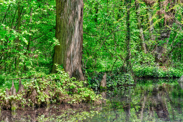 Large tree trunk and stumps reflecting in the water of a a lake swamp. Spring summer landscape.
