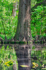 Large tree trunk and stumps reflecting in the water of a a lake swamp. Spring summer landscape.