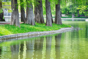 Large tree trunks reflecting in the water of a a lake. Spring summer landscape in Titan Park in Bucharest, Romania.