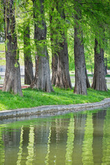 Fototapeta premium Large tree trunks reflecting in the water ofa a lake. Spring summer landscape in Titan Park in Bucharest, Romania.