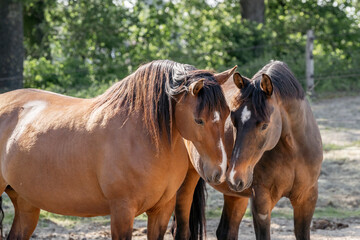 Two brown horses beautiful synchroom loving each other mare and stallion - obrazy, fototapety, plakaty