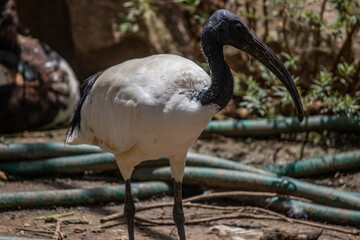 A Sacred Ibis walking in National park Imire in Zimbabwe, Threskiornis aethiopicus, enjoying natural habitat and environment 