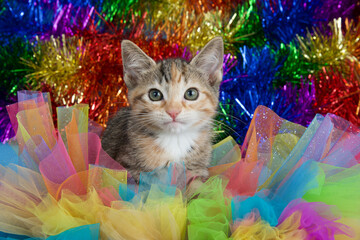 Adorable tabby calico mix kitten looking directly at viewer, peeking out through colorful tulle in...