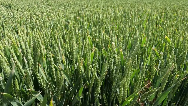Terreno agr&iacute;cola sembrado con trigo a&uacute;n verde durante un d&iacute;a con fuerte brisa de mediados de primavera