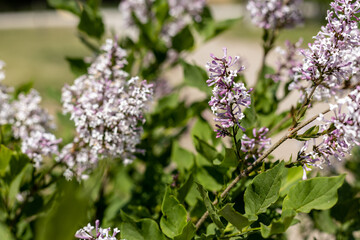 blossoming lilacs