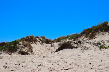 Fototapeta premium Panoramic view over the dunes of Peniche Beach, Portugal, with its vegetation. In the background, the vivid blue sky.