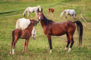 Naklejka na ściany i meble Small brown Arabian horse foal standing next to his mother, blurred green grass field with more animals background